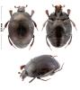 Saprinus semistriatus